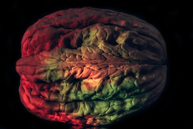 A close-up of a brain scan highlighting areas associated with executive function and language processing, visually representing the cognitive benefits of bilingualism.